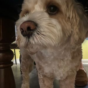 Meet your Posher, Mary